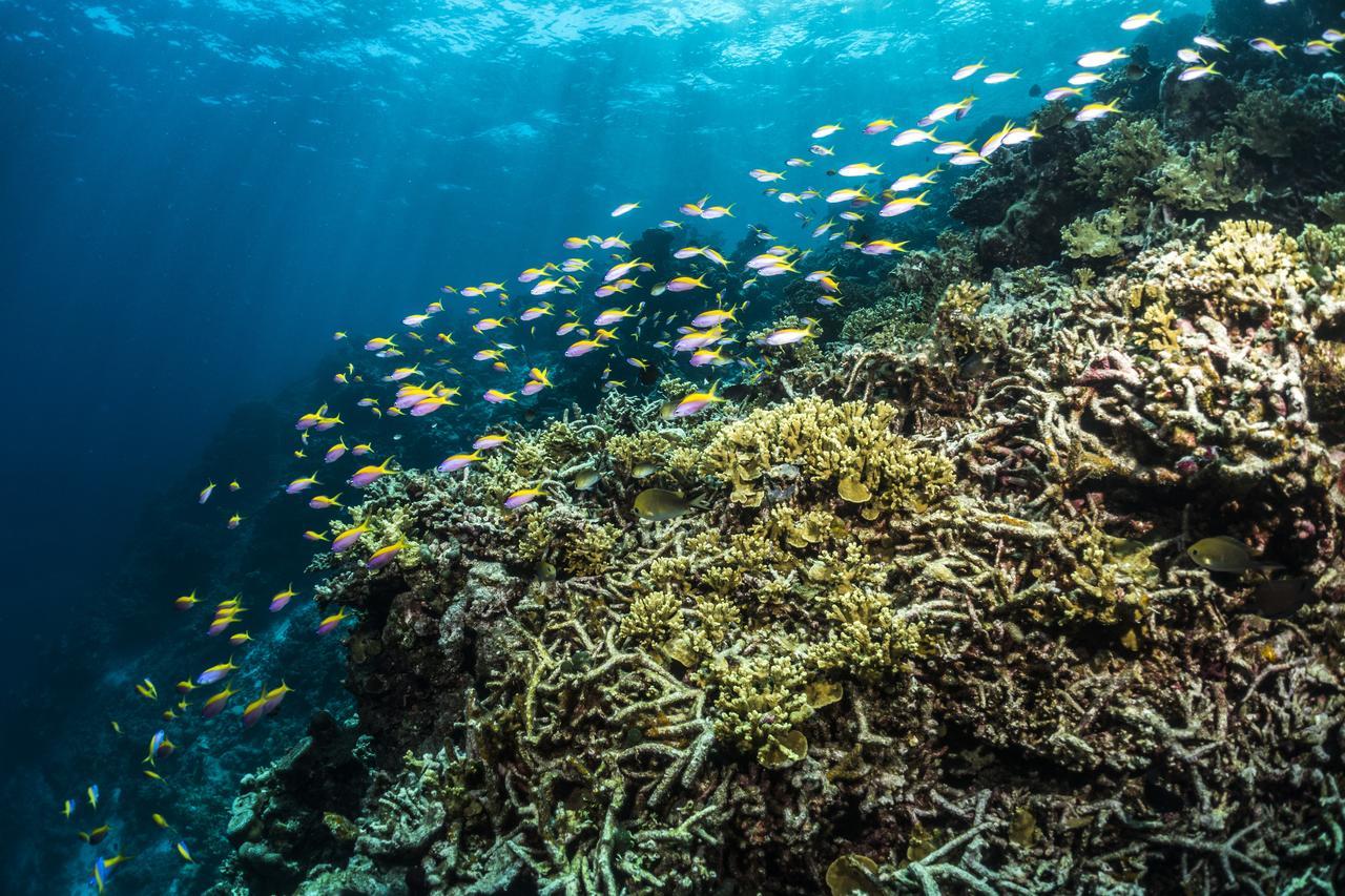 Mercure Maldives Kooddoo Adults-Only Resort - 35 Percent Off Return Domestic Transfers For Two Adults Until September Viligili Exteriér fotografie